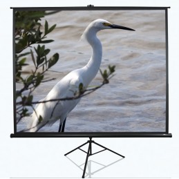 Tripod Series | T100UWV1 | Diagonal 100 " | 4:3 | Viewable screen width (W) 203 cm | Black